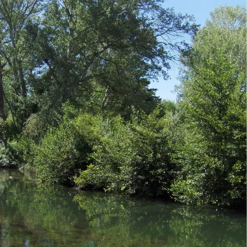 en profondeur sous les branches d'un arbre