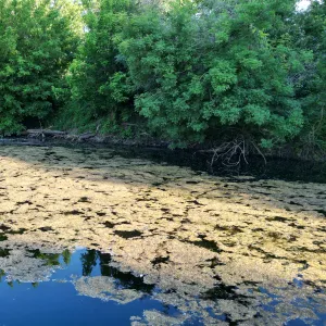 migration du brocheton