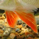 nageoire orange perche