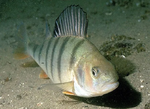 corps fuselé perche